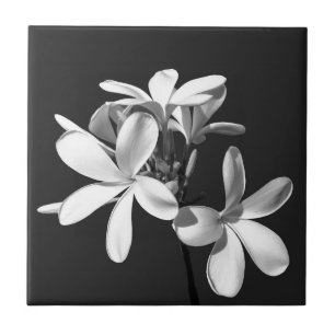 Azulejo Plumeria blanca en plena floración