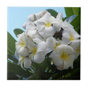 Azulejo Plumeria de Hawaii