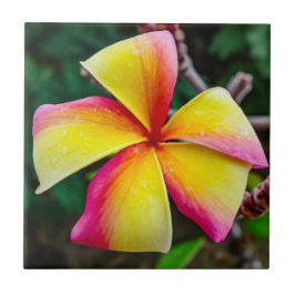 Azulejo Plumeria rubra