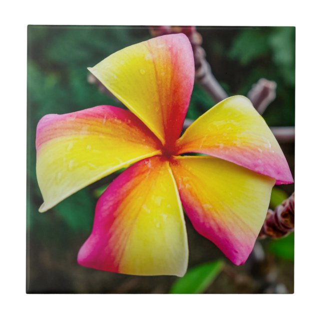 Azulejo Plumeria rubra (Frente)