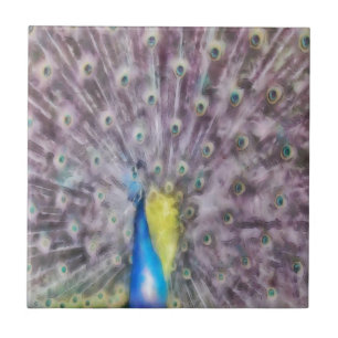 Azulejo Plumín de acoplamiento de pavo real fino