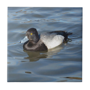 Azulejo Poco pato de Scaup