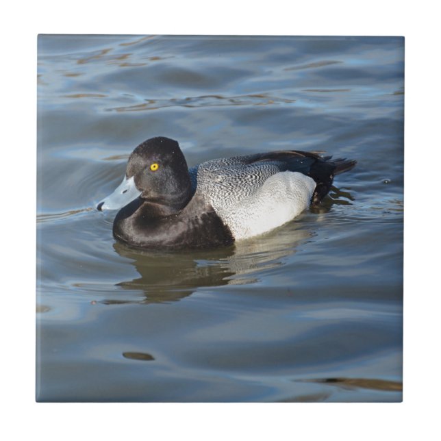 Azulejo Poco pato de Scaup (Frente)