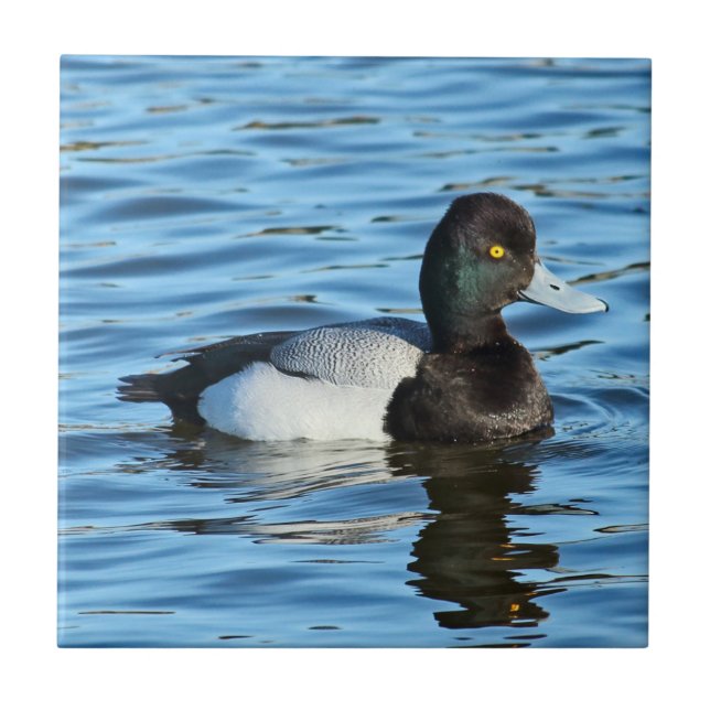 Azulejo Poco Scaup - pato Drake de Bluebill (Frente)
