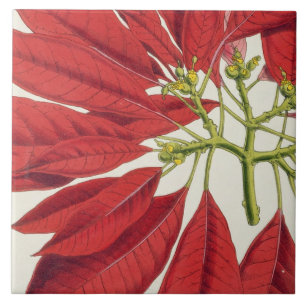 Azulejo Poinsettia Pulcherrima (litho del color)
