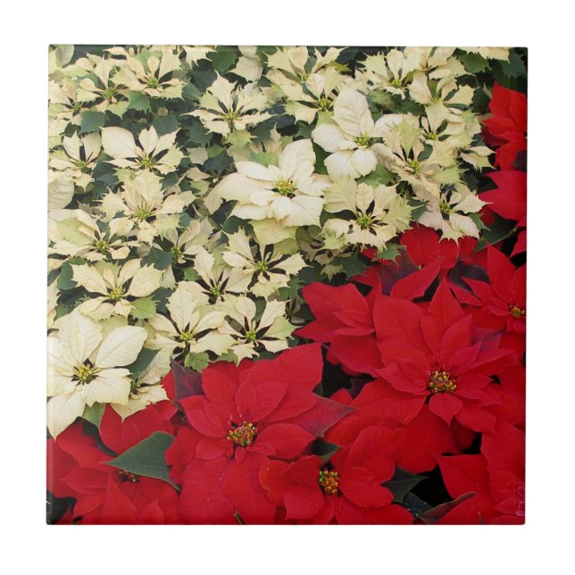 Azulejo Poinsettias blancas y rojas con flores (Frente)