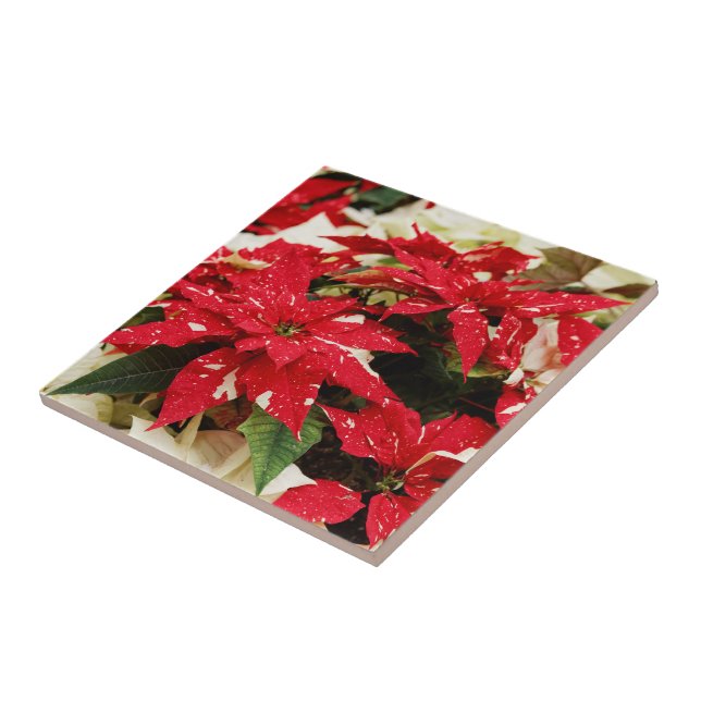 Azulejo Poinsettias florales blancas rojas festivas (Lado)