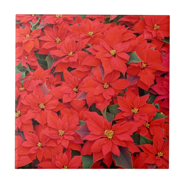 Azulejo Poinsettias rojas Navidad la foto floral navideña (Frente)