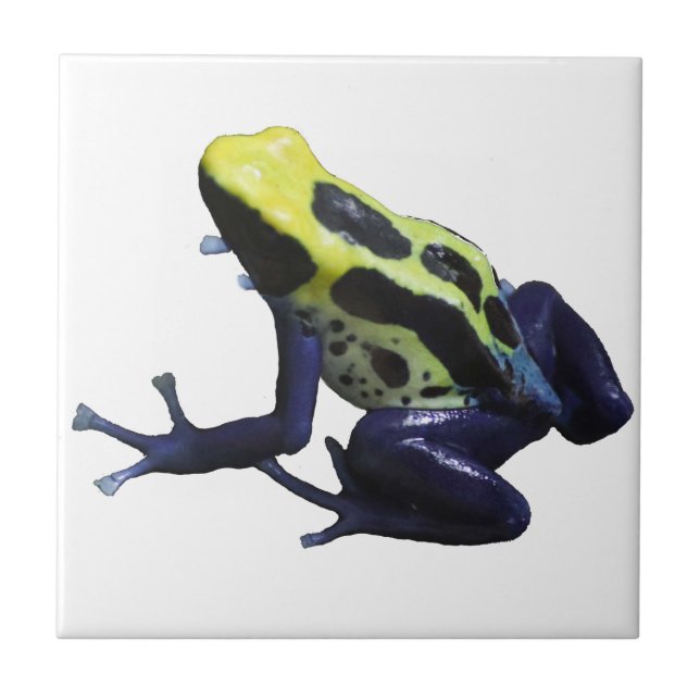 Azulejo Poison Dart Frog (Frente)