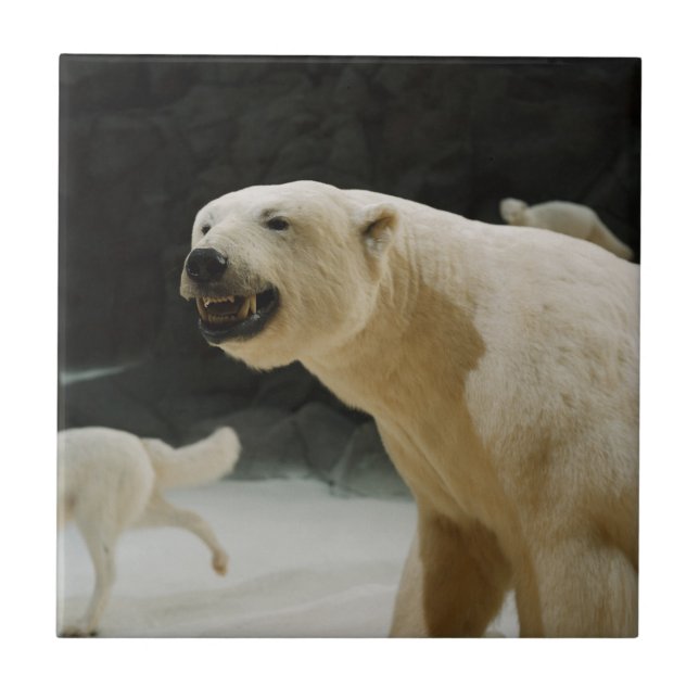 Azulejo Polar Bear Grin (Frente)