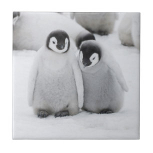 Azulejo Pollitos de Pingüino Emperador en Hielo en Antárti