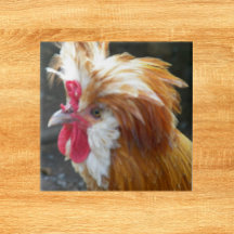 Pollo rojo y blanco polaco