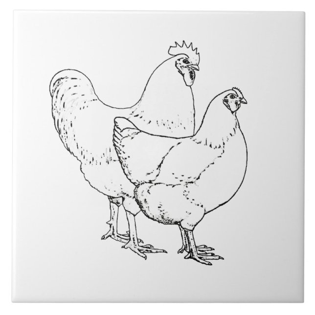 Azulejo Pollos de la raza de la herencia - gallo y gallina (Frente)