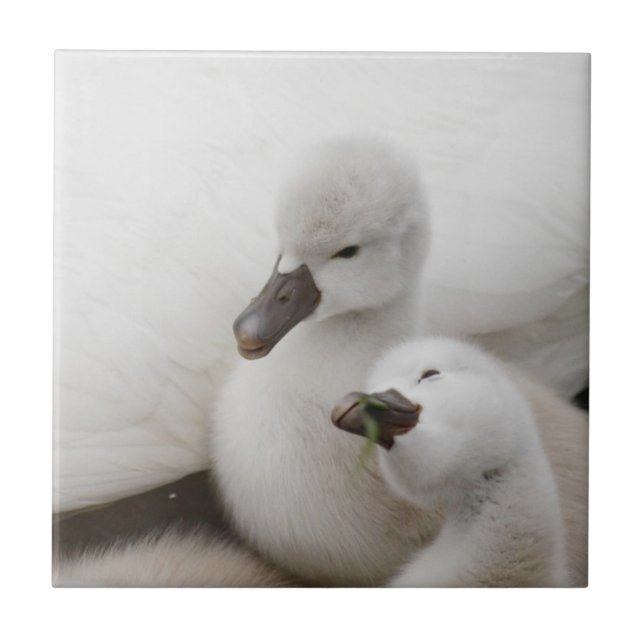Azulejo Pollos del cisne del cisne mudo (Frente)