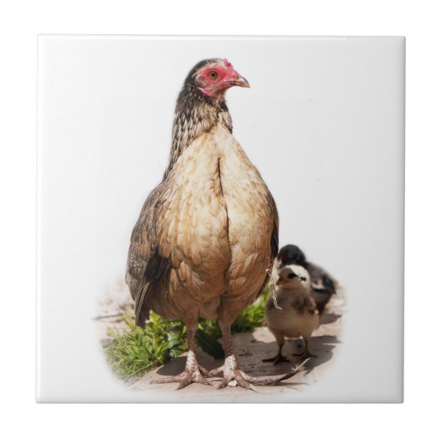 Azulejo Pollos y pollos para bebés (Frente)