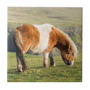 Azulejo Poni de Shetland en pastizal cerca de acantilados