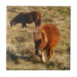 Azulejo ponis de caballo en miniatura