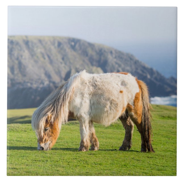 Azulejo Pony de Shetland sobre la pastelería cerca de alto (Frente)