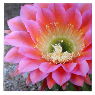 Azulejo Pop de cactus rosados
