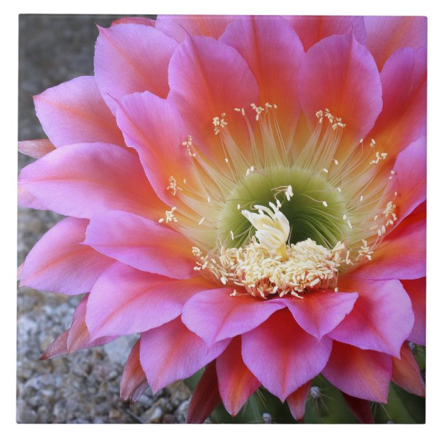 Azulejo Pop de cactus rosados (Frente)