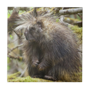 Azulejo Porcupina determinada
