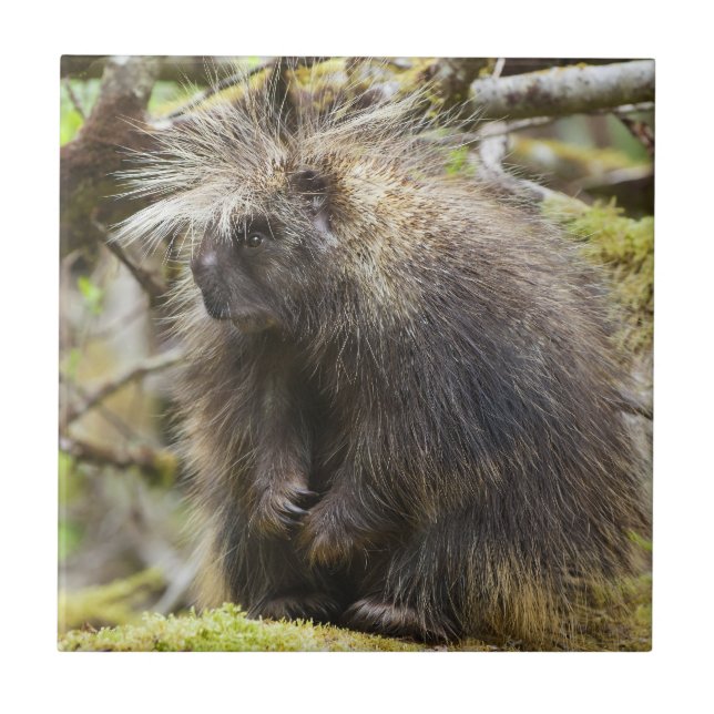 Azulejo Porcupina determinada (Frente)