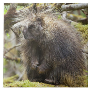 Azulejo Porcupina determinada