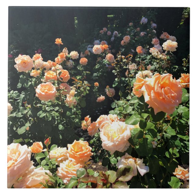 Azulejo Portland Rosa Garden, OR (Frente)