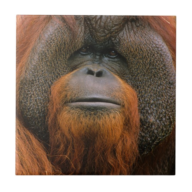 Azulejo Portrait of Orang-utang Male, Georgia, USA (Frente)