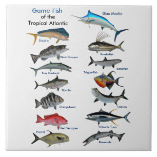 Azulejo Póster de peces de caza del Atlántico tropical