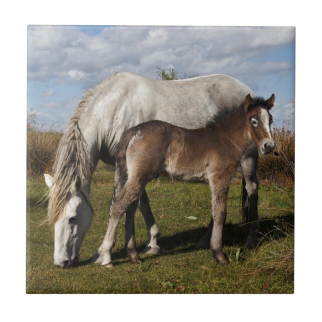 Azulejo Potro de caballo de Camargue con madre (Frente)