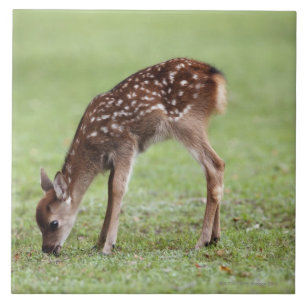 Azulejo Prefectura de Nara, Honshu, Japón