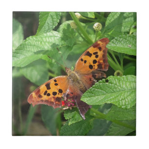 Azulejo Pregunta Mark Butterfly sobre Lantana