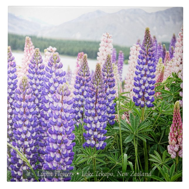 Azulejo Pretty Lupins @ Lake Tekapo New Zealand (Frente)