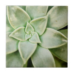 Azulejo Primavera exitosa<br><div class="desc">"Primavera exitosa I" de Jason Johnson. Presenta un cierre de un suculento.</div>