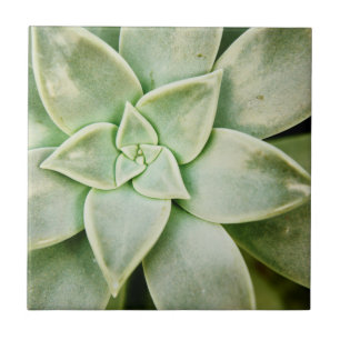 Azulejo Primavera exitosa