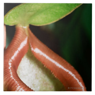 Azulejo Primer de la planta de jarra