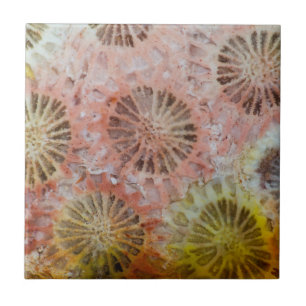 Azulejo Primer plano de coral rosa