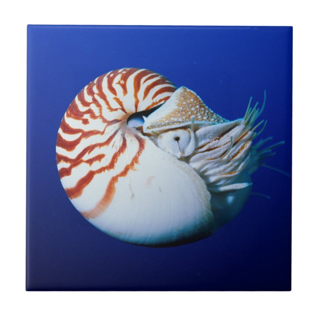 Azulejo Primer Plano De Nautilus Camerado (Frente)