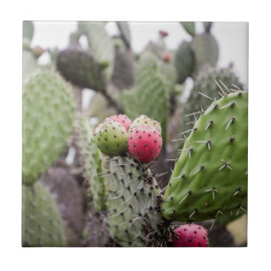 Azulejo Primer plano de Nopal