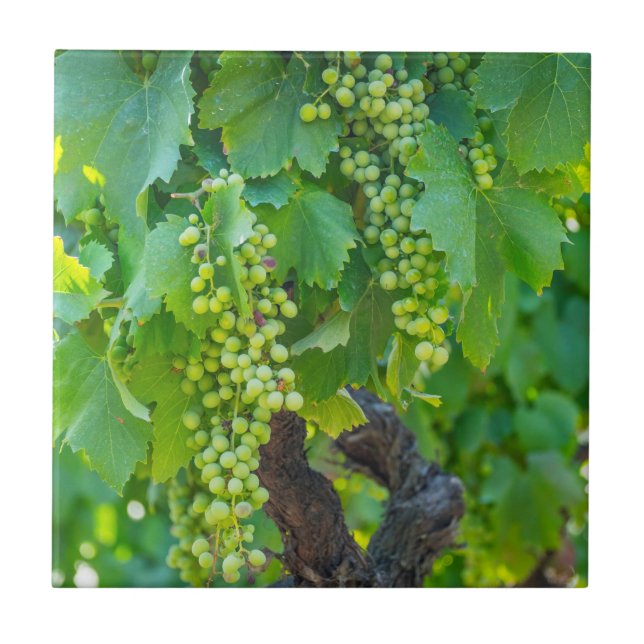 Azulejo Primer plano de uvas madurando (Frente)