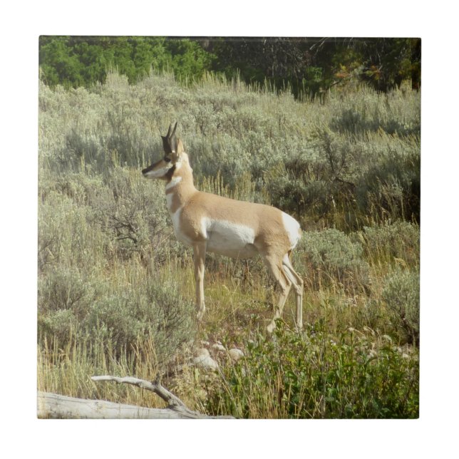 Azulejo Pronghorn en el Parque Nacional de Grand Teton (Frente)