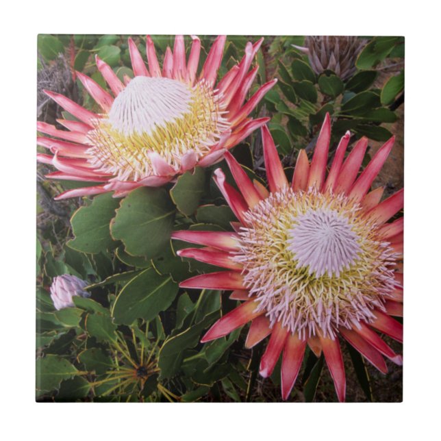 Azulejo Protea Rey (Protea Cynaroides), Helderberg (Frente)