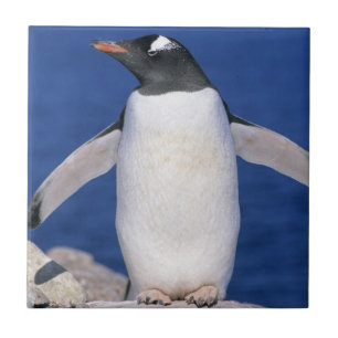 Azulejo Puerto del pingüino de Gentoo Pygoscelis papua)