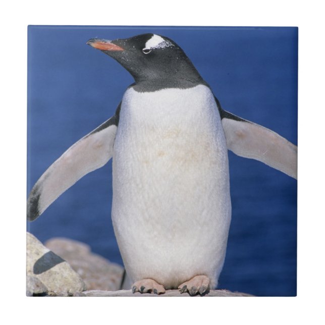 Azulejo Puerto del pingüino de Gentoo Pygoscelis papua) (Frente)