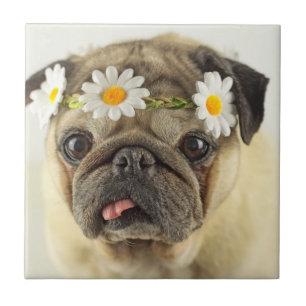 Azulejo Pug con la corona de margarita