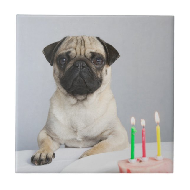Azulejo Pug de cumpleaños (Frente)