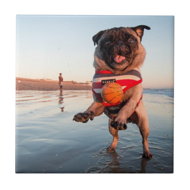 Azulejo Pug jugando a pelota en la playa (Frente)