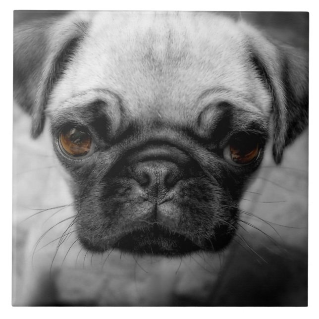 Azulejo Pug Pup (Frente)