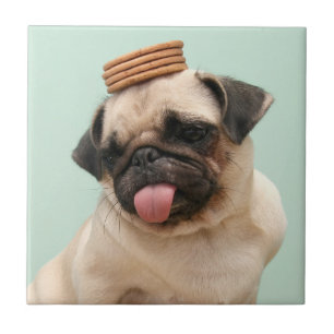Azulejo Pug quiere tratamientos